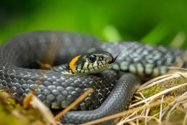 Natrix natrix, snake in the forest close-up portrait. Animals in the wild