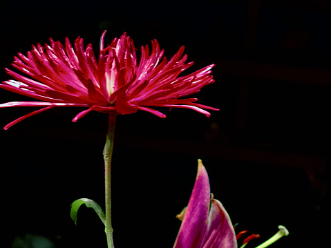 Beautiful dahlia against black background