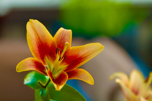 Orange daylily, Orange flower isolated on white background with clipping path