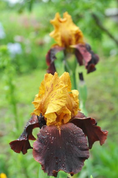 istock Irises blossom in the spring 1410670568
