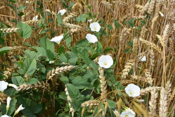 Convolvulus arvensis grows and blooms in the field
