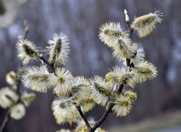 blühender weidenzweig (salix caprea) - goat willow stock-fotos und bilder