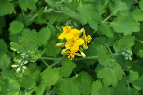 istock Flowering Chelidonium majus 1410671140