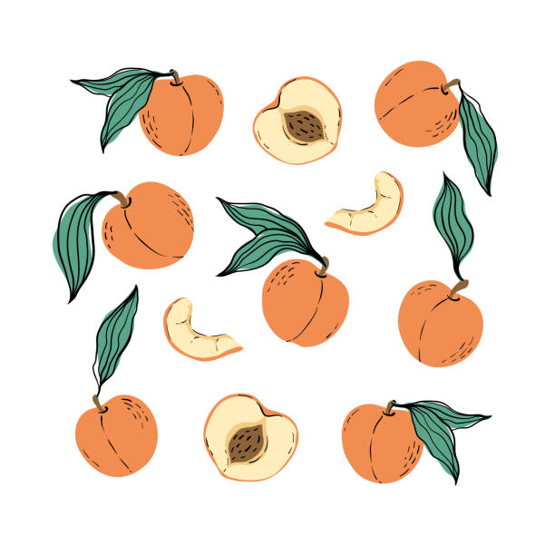 ilustrações, clipart, desenhos animados e ícones de conjunto de pêssegos de laranja e fatias de pêssego. pêssegos desenhados à mão com folhas isoladas no fundo branco. para tecido, etiquetas de desenho, impressão, papel de parede do quarto infantil, fundo de frutas - nectarine