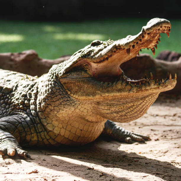 crocodilo com a boca aberta - 4679 - fotografias e filmes do acervo