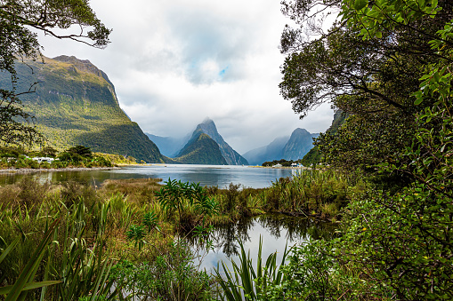 Magical tropical vegetation of the southern hemisphere. Fiordland park. South Island, New Zealand. Port of tourist and pleasure ship and boats of the Milford Sound fjord.