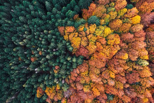 Beautiful natural pattern: aerial view on green pine forest and mixed forest in autumn colours.