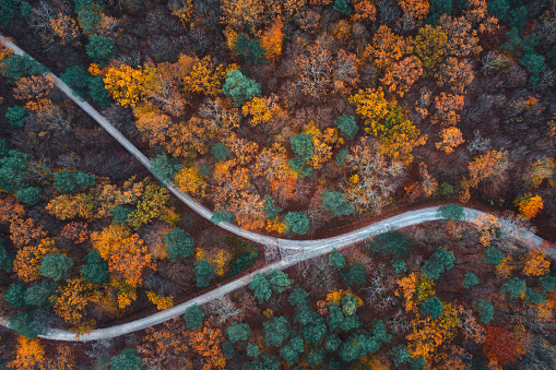 Aerial view on country road through the mixed forest in autumn colours.