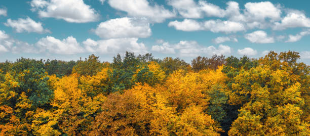 カラフルな秋の森 - forest autumn aerial view leaf ストックフォトと画像