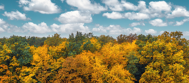 The sun creating a magical autumn scenery in a beautiful forest