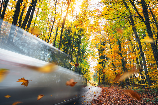 Driving in autumn conditions. Colorful leaves are falling from the trees.