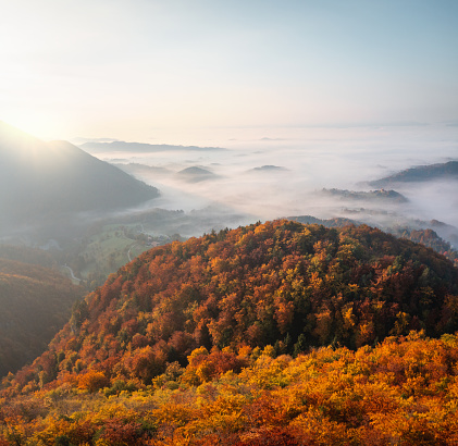 Aerial view on golden forest at sunrise while the valley is still covered with fog.