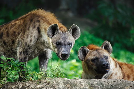 750+ Hyena Pictures | Download Free Images & Stock Photos on Unsplash