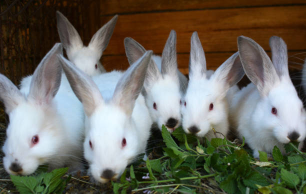 istock Californian breed rabbits 1410673202