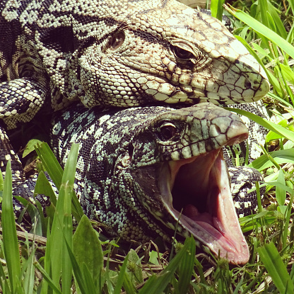 Lizard with open mouth