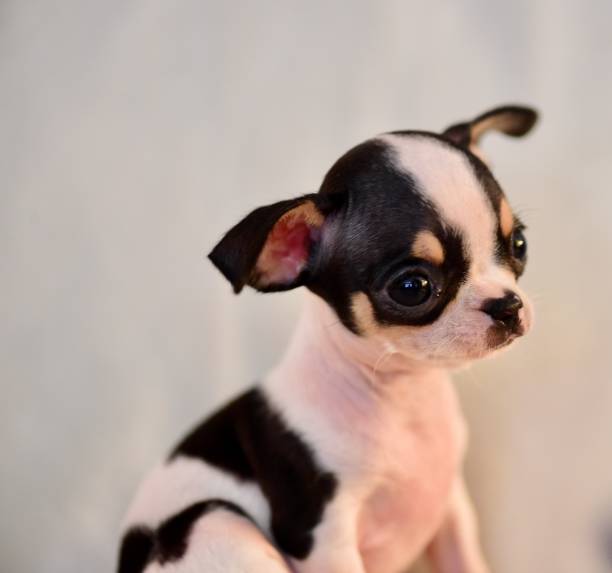 istock Chihuahua Puppy 1410673963