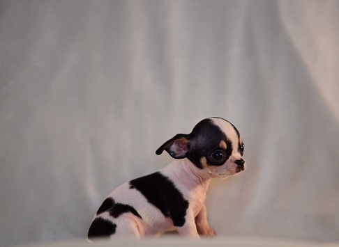 An 8 week old Applehead Chihuahua