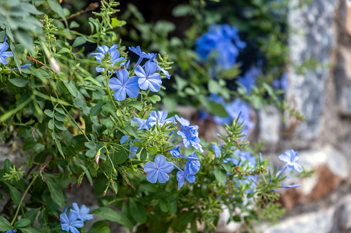 Plumbago Auriculata, Blue or Cape Plumbago or Cape Leadwort creeper blooming evergreen plant. Tropical shrub with blue flower, rich green foliage background.