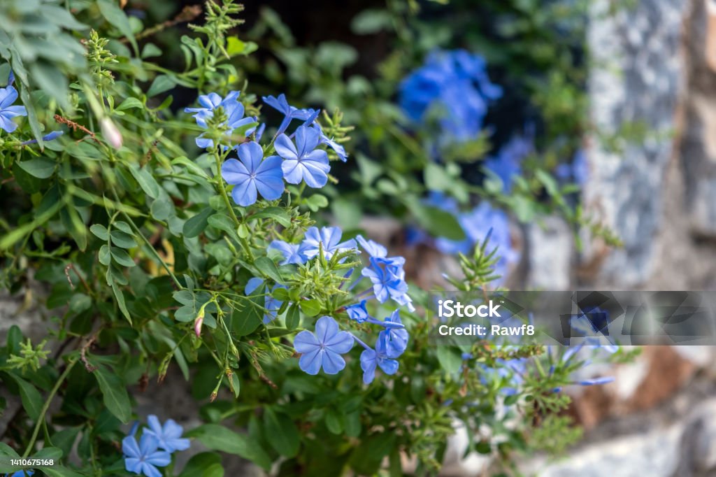 Plumbago Auriculata, Blue or Cape Plumbago or Cape Leadwort creeper blooming evergreen plant. Plumbago Auriculata, Blue or Cape Plumbago or Cape Leadwort creeper blooming evergreen plant. Tropical shrub with blue flower, rich green foliage background. Backgrounds Stock Photo