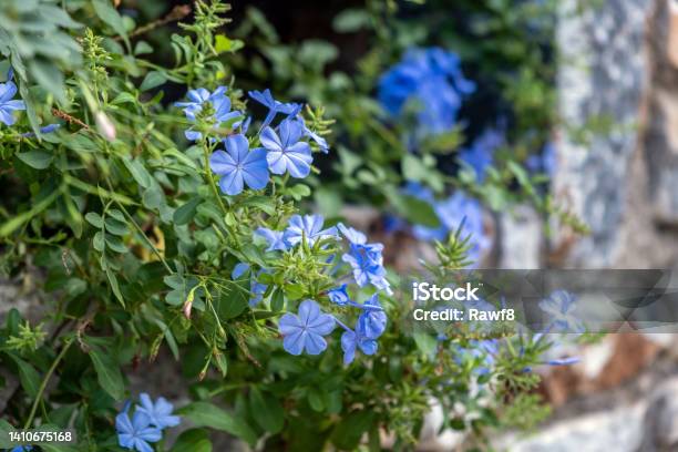 Plumbago Auriculata Blue Or Cape Plumbago Or Cape Leadwort Creeper Blooming Evergreen Plant Stock Photo - Download Image Now