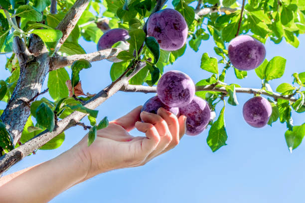 梅の収穫。農家は収穫したばかりの梅を手にする - plum plum tree tree fruit ストックフォトと画像