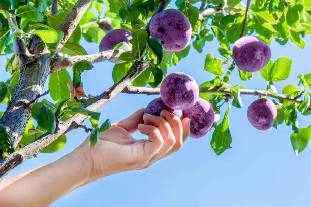 Photo of Plum harvest. Farmers hands with freshly harvested plums