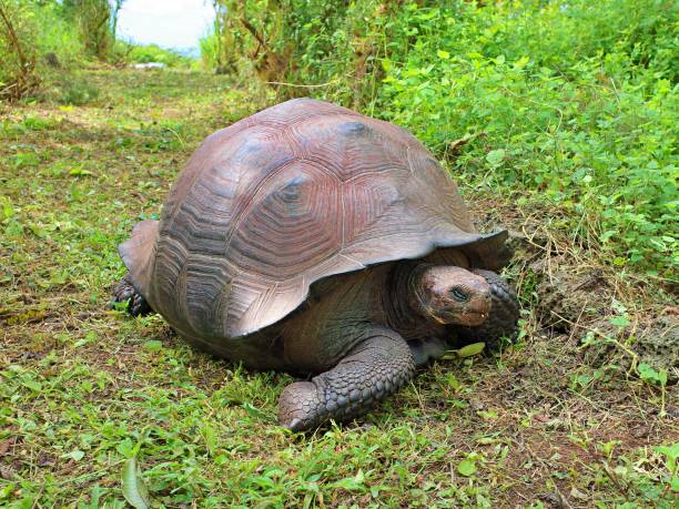 istock Galapagos giant tortoise 1410676051