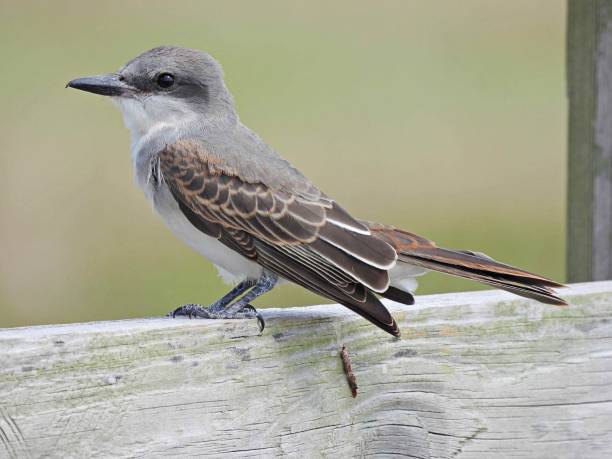 istock Gray Kingbird (Tyrannus dominicensis) - juvenile perched on a wood fence 1410676210