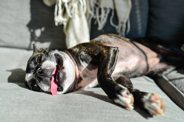 Boston Terrier dog standing on the back of a sofa so that she can see out of a window. She is very agile and athletic.