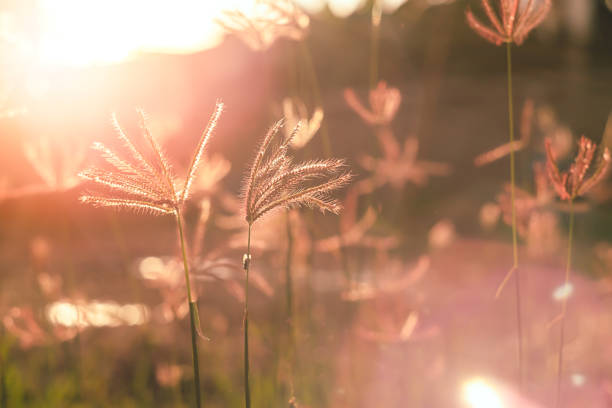 Beautiful flowers in the field at sunset. Grass flowers in the nature background with sun set, Soft focus the beautiful a flower in the garden. heliostat photos stock pictures, royalty-free photos & images