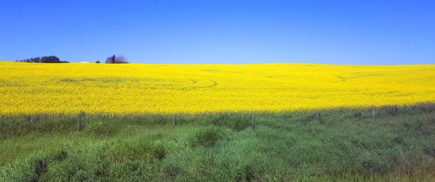 istock Blue Yellow And Green Nature 1410679413