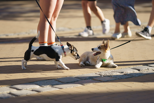 Somebody walking dog. Two cute happy dogs - Welsh Corgi and Jack Russell Terrier. Beautiful lovely pet. They get to know each other and want to play. Lifestyle concept. Low angle view. Animals theme