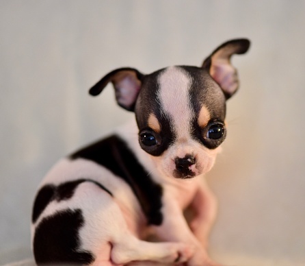 Applehead Chihuahua Puppy