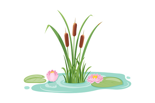 Pond with reeds and lotus. Design element with water lily and swamp vegetation. Lake grass vector illustration.