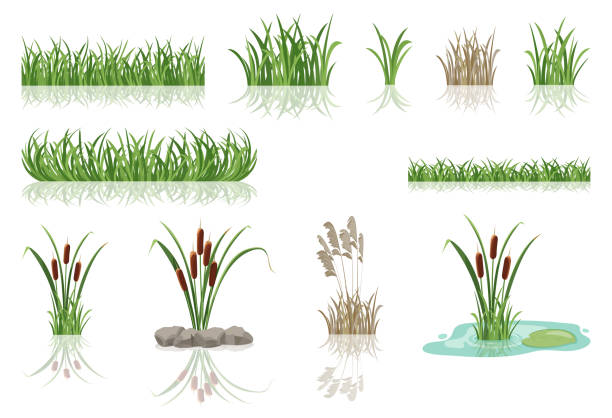 ilustraciones, imágenes clip art, dibujos animados e iconos de stock de cañas de pantano en hierba. ilustración vectorial de matorrales lacustres. - grass nature dry tall