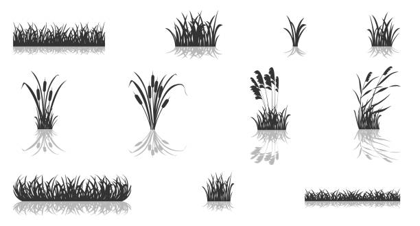 갈대가있는 늪지 잔디 실루엣이 반영됩니다. 습지 식물의 검은 그림자에 대한 벡터 일러스트 레이 션 세트. - swamp stock illustrations