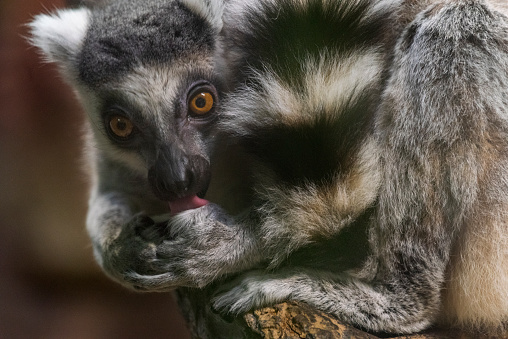 A lemur looks into the camera lens whle grooming.