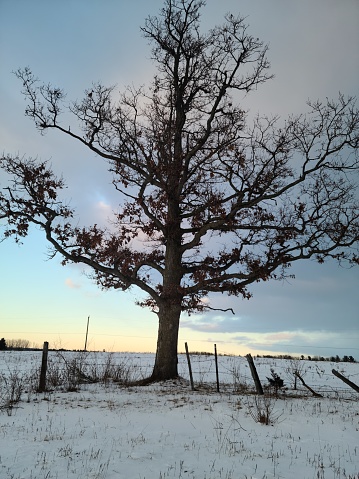 Tree on Cochrane Farm