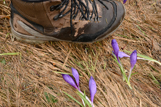 istock Spring crocuses, crocus flower on a background of dry grass. 1410684133