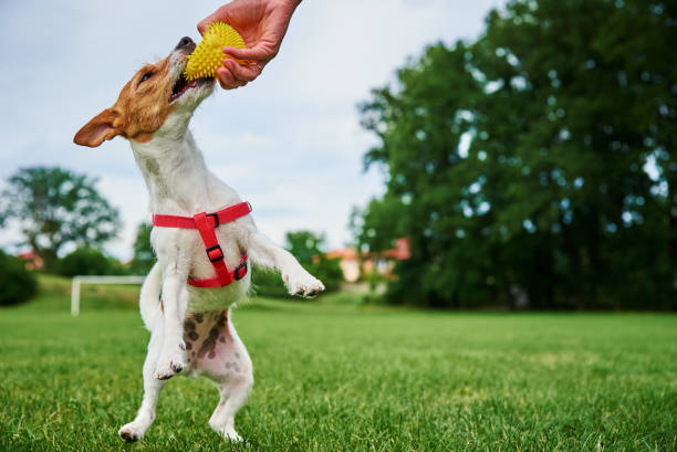 istock Dog walking on green grass, playing with ball 1410685284