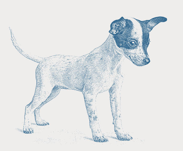 bildbanksillustrationer, clip art samt tecknat material och ikoner med cute rat terrier dog - knähund