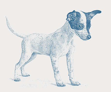 istock Cute Rat Terrier dog 1410685318