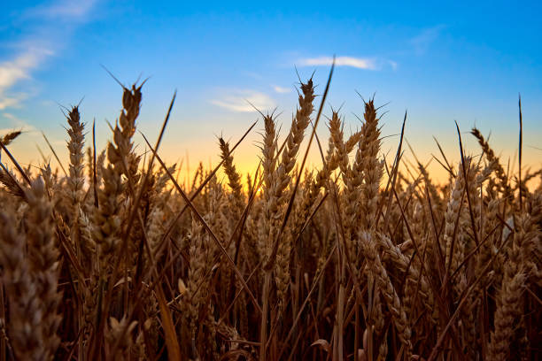 istock Golden field with ripe wheat ear 1410685374