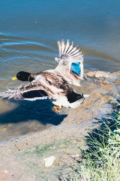 pato mallard voando para o rio - 3281 - fotografias e filmes do acervo