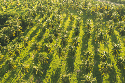 Aerial photo of palm trees