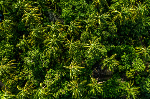 Aerial photo of palm trees