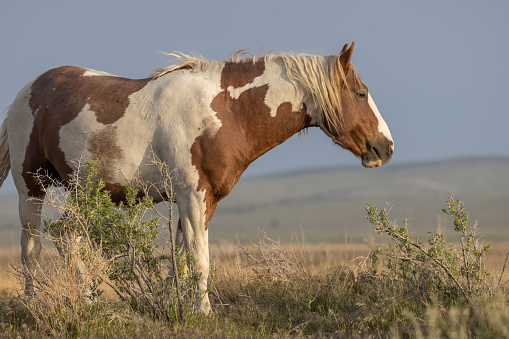 Arabian horse on pasture - paint horse
