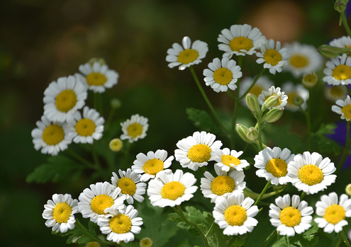 Beautiful flowering feverfew flowering and blooming in the spring time.