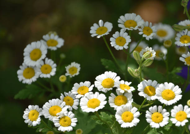 Blooming Feverfew in the Spring Time stock photo