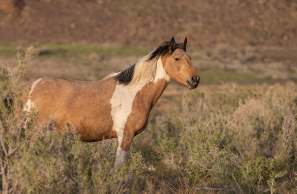istock Wild Horse in the Utah Desert 1410688342